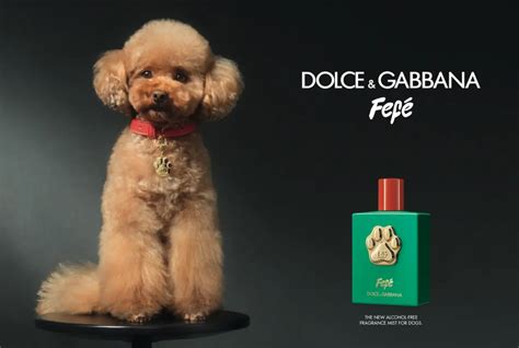 dolce and gabbana fefe